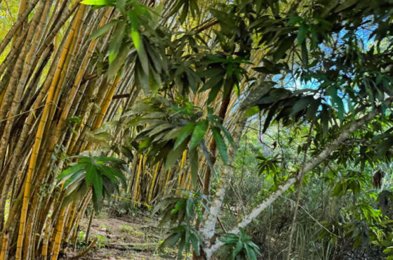 Tropical Agroforestry Observatory